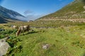 Brown cow at a mountain pasture in summer. Royalty Free Stock Photo