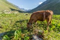 Brown cow at a mountain pasture in summer Royalty Free Stock Photo