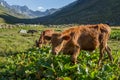 Brown cow at a mountain pasture in summer. Royalty Free Stock Photo