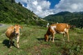 Brown cow at a mountain pasture in summer. Royalty Free Stock Photo