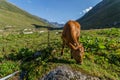 Brown cow at a mountain pasture in summer. Royalty Free Stock Photo