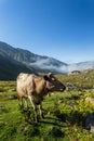 Brown cow at a mountain pasture in summer. Royalty Free Stock Photo