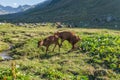 Brown cow at a mountain pasture in summer. Royalty Free Stock Photo