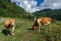 Brown cow at a mountain pasture in summer