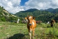 Brown cow at a mountain pasture in summer Royalty Free Stock Photo