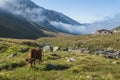 Brown cow at a mountain pasture in summer Royalty Free Stock Photo