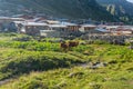 Brown cow at a mountain pasture in summer Royalty Free Stock Photo