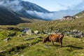 Brown cow at a mountain pasture in summer Royalty Free Stock Photo