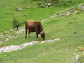 Brown Cow on mountain on summer pasture in the mountains Royalty Free Stock Photo