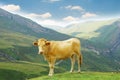 Brown cow in the mountains Royalty Free Stock Photo