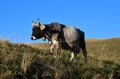 Brown cow in the mountains Royalty Free Stock Photo