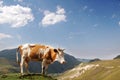 Brown cow in the mountains during summer Royalty Free Stock Photo