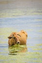 Brown cow with nice horns standing in water and chewing on lake weed in Atlas Mountains of Morocco