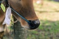 Brown cow nose close up with green grass Royalty Free Stock Photo