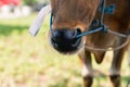 Brown cow nose close up with green grass Royalty Free Stock Photo