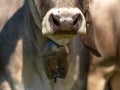 Cow nose close-up. Livestock with cowbell Royalty Free Stock Photo