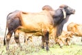 Brown cow pasture Royalty Free Stock Photo