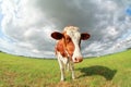 Brown cow on pasture close up Royalty Free Stock Photo