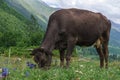 Georgian cow sting grass on the mountainside.