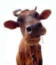 Brown cow portrait Royalty Free Stock Photo