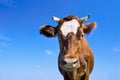 Brown cow portrait Royalty Free Stock Photo