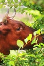 Brown cow Royalty Free Stock Photo