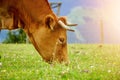 Brown cow portrait in the farm Royalty Free Stock Photo