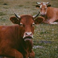 Brown cow portrait in the farm Royalty Free Stock Photo