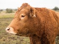 Brown cow portrait left side Royalty Free Stock Photo