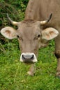 Brown cow portret with grass