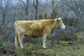 Brown cow in a praire Royalty Free Stock Photo