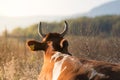 Brown cow resting and lying on the dry grass at sunset, back view, mountain on background Royalty Free Stock Photo