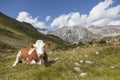 Brown cow resting on mountain pasture.