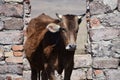 Brown Cow Standing in Cattle Stall Doorway Royalty Free Stock Photo