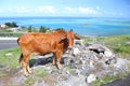 Brown cow, Rodrigues Island Royalty Free Stock Photo