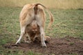 Brown cow rolls on the ground while pooping