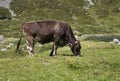 Brown cow ruminate in the grass Royalty Free Stock Photo