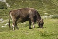 Brown cow ruminate in the grass Royalty Free Stock Photo