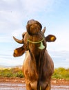 Brown cow is shaking its head to protect itself from the fly, in