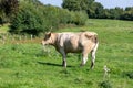 A brown cow side shot in a green field Royalty Free Stock Photo