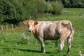 A brown cow side shot in a green field Royalty Free Stock Photo