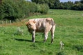 A brown cow side shot in a green field Royalty Free Stock Photo