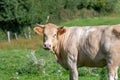 A brown cow side shot in a green field Royalty Free Stock Photo