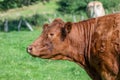 A brown cow side shot in a green field Royalty Free Stock Photo