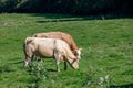 A brown cow side shot in a green field Royalty Free Stock Photo