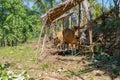 Brown cow sits on earth ground. Beef cattle stand under a bamboo shed and excrete. Shit falls to the ground. Royalty Free Stock Photo