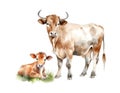 Brown cow with a small calf. set of breeds of cattle. farm animal hand draw watercolor illustration Royalty Free Stock Photo