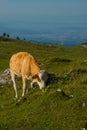 Brown cow with small horns is relaxing on a big pasture field on Velika Planina plateau in Slovenia on a warm sunny summer day Royalty Free Stock Photo