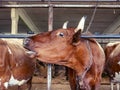 Brown cow in stall saying moo side view Royalty Free Stock Photo