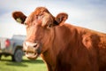 Brown cow standing in a field of lush green grass with a car in the background Royalty Free Stock Photo